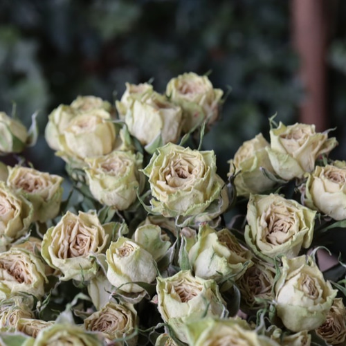 薄グリーンのスプレーバラのドライフラワー（14輪：3本） ドライ