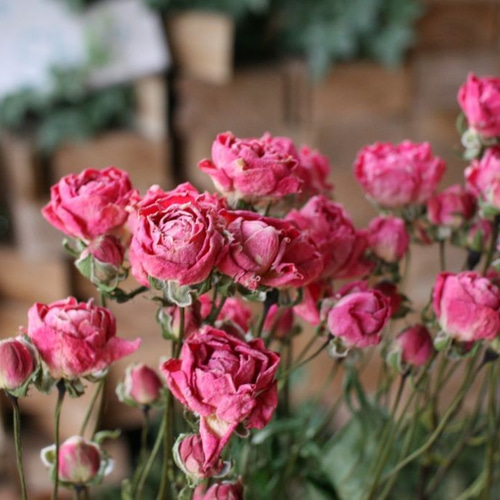 スプレーローズ スプレーバラのDry Flower（3本組） その他素材 yurari