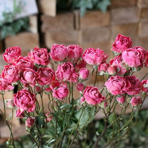 スプレーローズ スプレーバラのDry Flower（3本組） その他素材 yurari