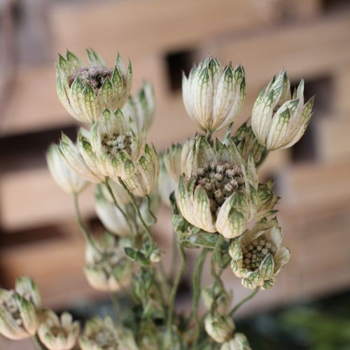 Natural＊ホワイトとブルーの夏のガーランド☆ドライフラワー