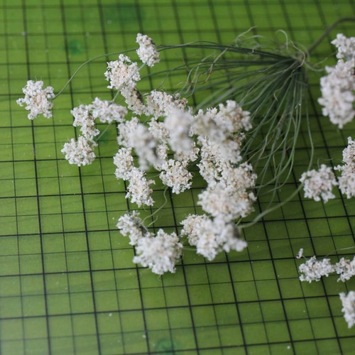 New ホワイトレースフラワーの Dry Flower（4本組） その他素材 yurari