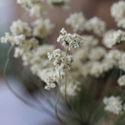 New ホワイトレースフラワーの Dry Flower（4本組） 2枚目の画像