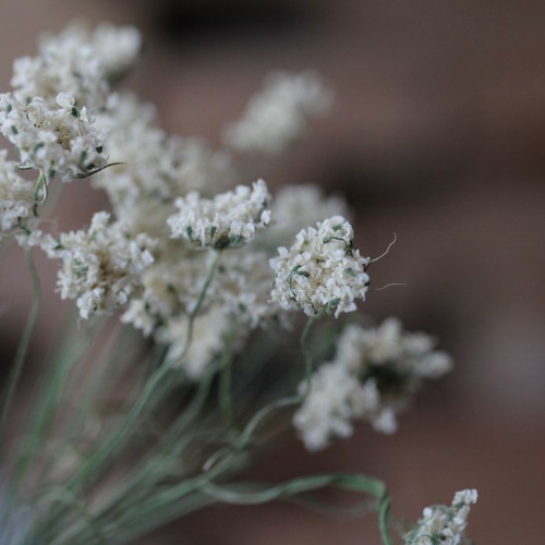 New ホワイトレースフラワーの Dry Flower（4本組） その他素材 yurari