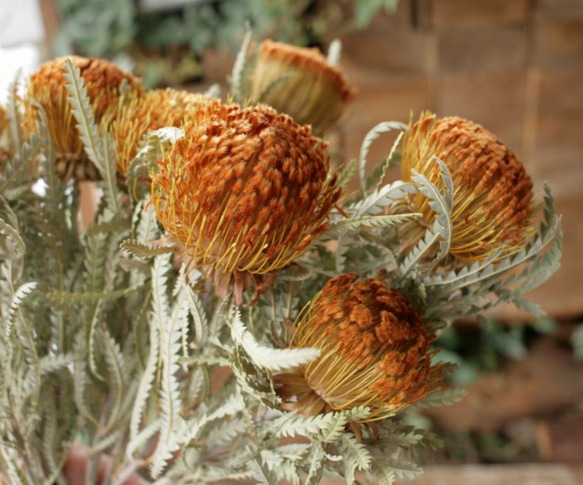 ドライアンドラ フォルモーサの Dry Flower（3本組） 1枚目の画像