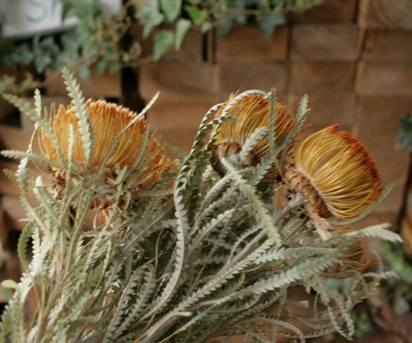 ドライアンドラ フォルモーサの Dry Flower（2本組） 4枚目の画像