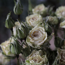 スノーフレーク スプレーバラのドライフラワー（10輪：2本） その他