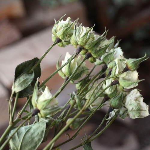 スノーフレーク スプレーバラのドライフラワー（10輪：2本） その他