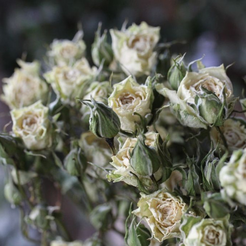 スノーフレーク スプレーバラのドライフラワー（10輪：2本） その他