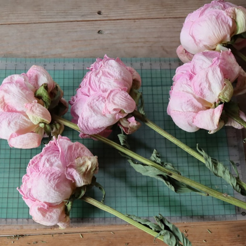 シャクヤクのドライフラワー（ピンク：2本） その他素材 yurari fleur