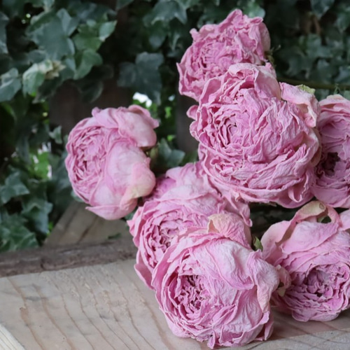 シャクヤクのドライフラワー（ピンク：2本） その他素材 yurari fleur