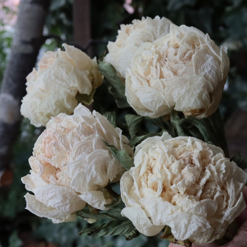 シャクヤクのドライフラワー（白妙：2本） その他素材 yurari fleur