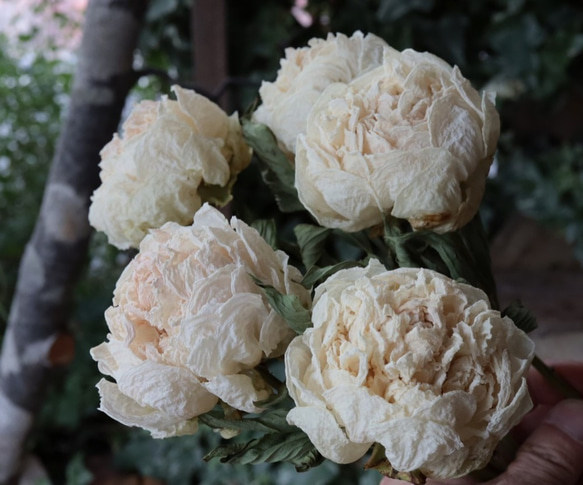 シャクヤクのドライフラワー（白妙：2本） その他素材 yurari fleur