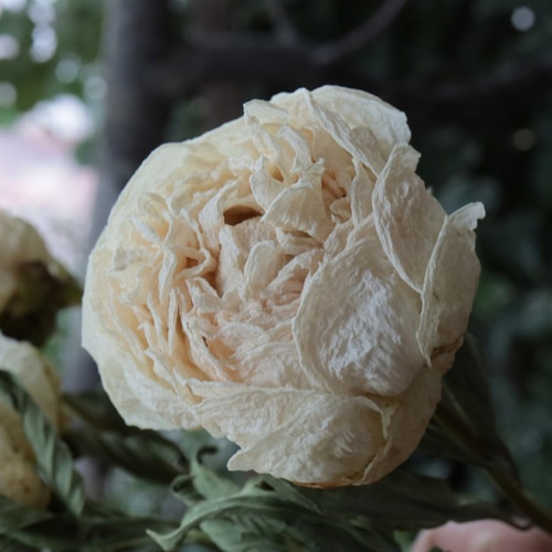 シャクヤクのドライフラワー（白妙：2本） その他素材 yurari fleur