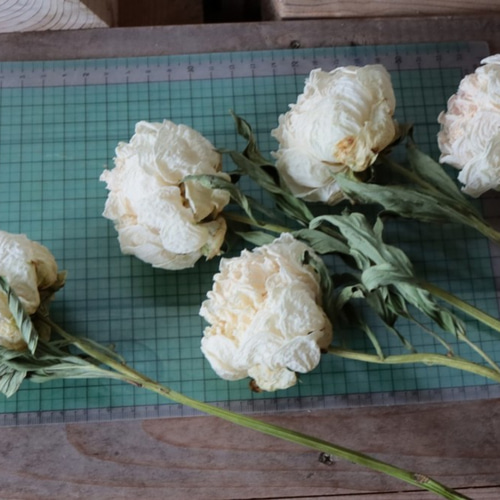 シャクヤクのドライフラワー（白妙：2本） その他素材 yurari fleur