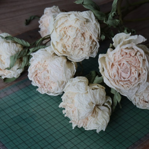 シャクヤクのドライフラワー（白妙：2本） その他素材 yurari fleur