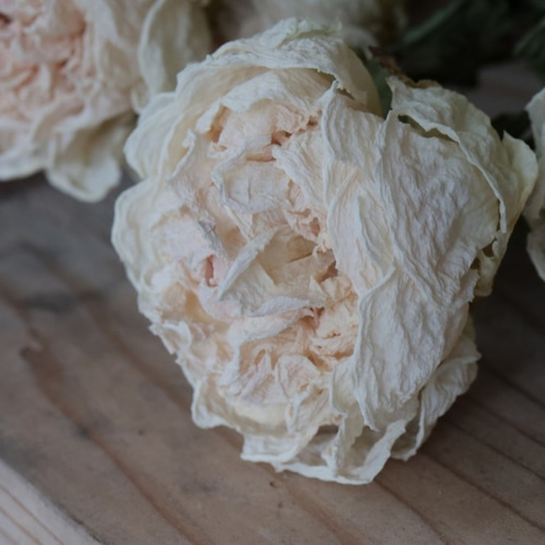 シャクヤクのドライフラワー（白妙：2本） その他素材 yurari fleur