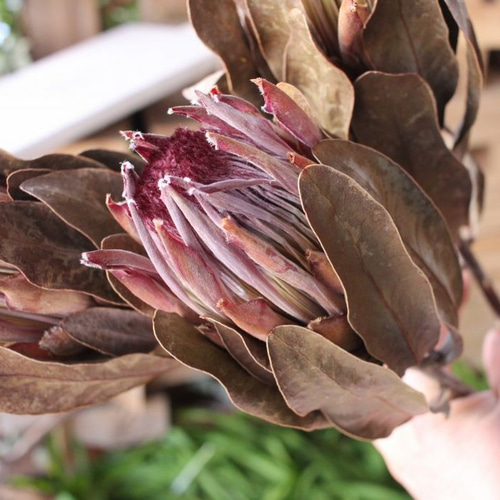 プロテアシルビア　超希少！ プロテア シルビアのドライフラワー（40cm級） ドライフラワー yurari