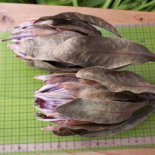 プロテア シルビアのドライフラワー（40cm級） ドライフラワー yurari