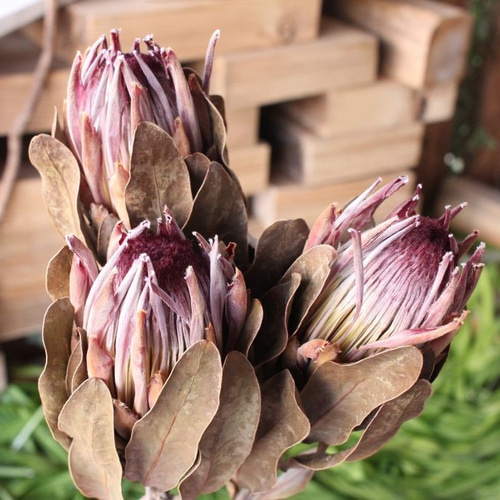 プロテア シルビアのドライフラワー（40cm級） ドライフラワー yurari