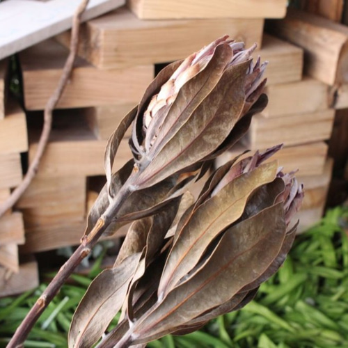 プロテア シルビアのドライフラワー（40cm級） ドライフラワー yurari