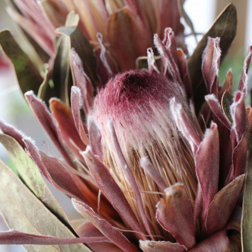 プロテア ピンクアイスのドライフラワー ドライフラワー yurari fleur