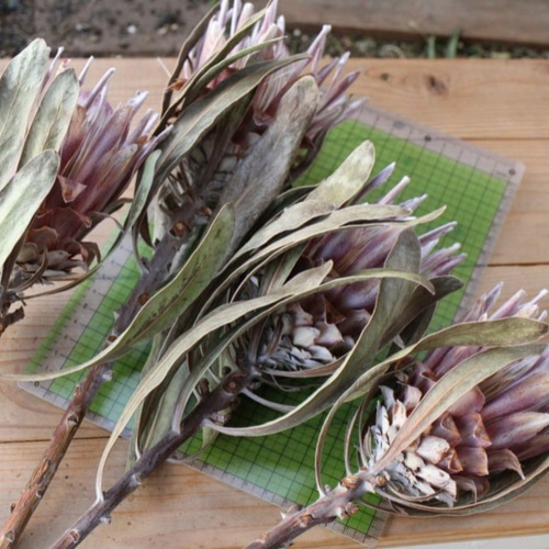 プロテア ピンクアイスのドライフラワー ドライフラワー yurari fleur