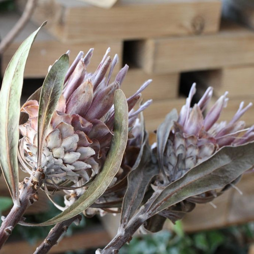 プロテア ピンクアイスのドライフラワー ドライフラワー yurari fleur