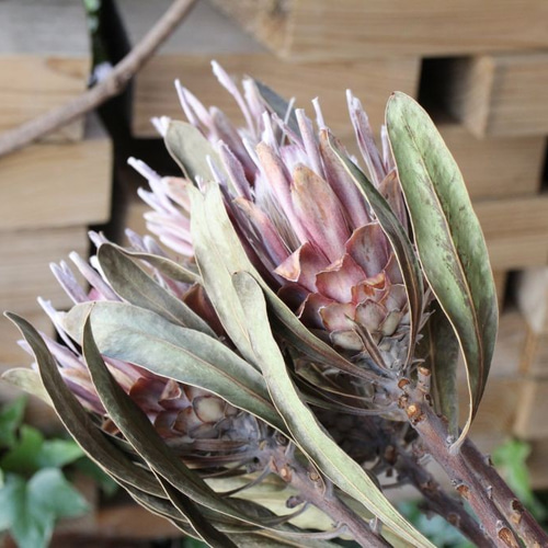 プロテア ピンクアイスのドライフラワー ドライフラワー yurari fleur