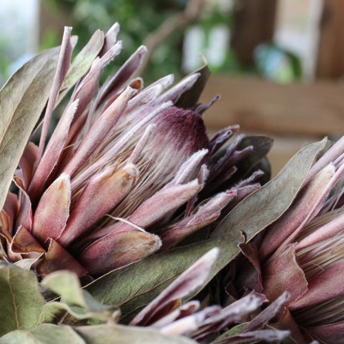 プロテア ピンクアイスのドライフラワー ドライフラワー yurari fleur