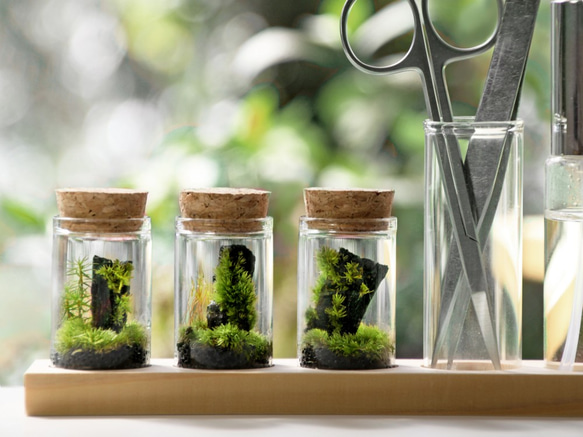 苔のミニミニテラリウム*苔付き木の皮 3枚目の画像