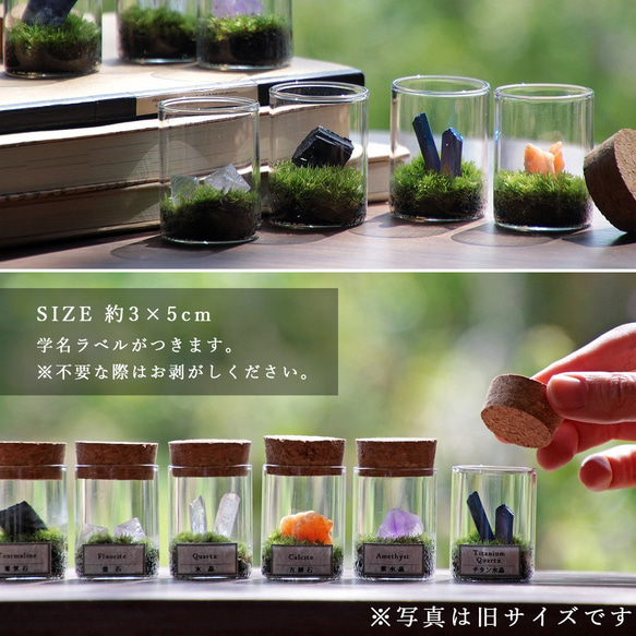 苔のミニテラリウム 鉱物と苔 2枚目の画像
