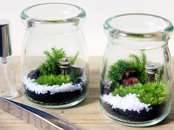 苔庭テラリウム手作りキット 4枚目の画像