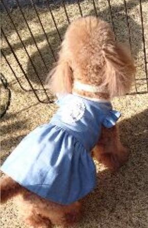 ☆犬用リバーシブルワンピース☆