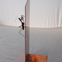 蟷螂(かまきり)metal insect series 銅壁 3枚目の画像