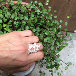 いちごのRing　　植物シリーズ 3枚目の画像