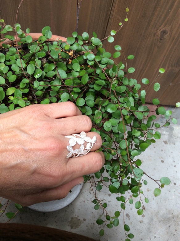 いちごのRing　　植物シリーズ 3枚目の画像