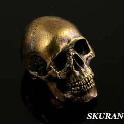 Human skull specimem 1枚目の画像