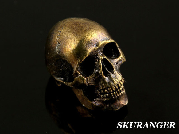 Human skull specimem 1枚目の画像