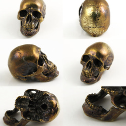 Human skull specimem 2枚目の画像
