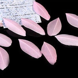 「10本セット ピンク」不死鳥の羽 4～8cm  フェザー 金具付き 1枚目の画像