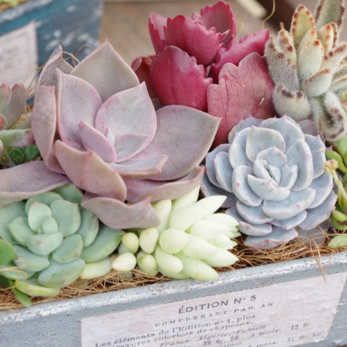 リメイクパウンド型多肉植物寄せ植え ブルーグレー 一輪挿し・花瓶