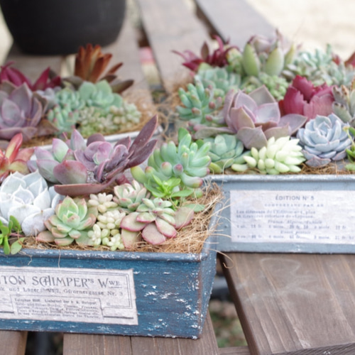 リメイクパウンド型多肉植物寄せ植え ブルーグレー 一輪挿し・花瓶