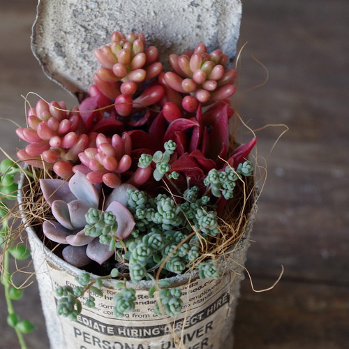 多肉植物リメイク缶鉢寄せ植えにどうぞ(*´꒳`*)ともさん様専用です  