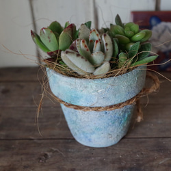 リメイク缶多肉植物寄せ植え-5 4枚目の画像