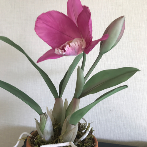 ミニカトレアの鉢植えNo1 アートフラワー reimon 通販 11458027