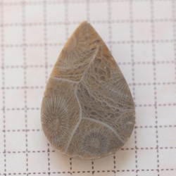 フォッシルコーラル　ペトリファイド　珊瑚　ルース　ペアシェイプ　カボション　マクラメ　海のお守り　化石 10枚目の画像