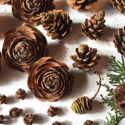 自然素材セット シダーローズ、松ぼっくり、ヒノキ、メタセコイア