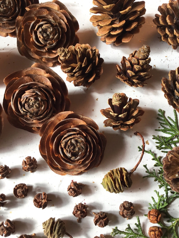 自然素材セット シダーローズ、松ぼっくり、ヒノキ、メタセコイア