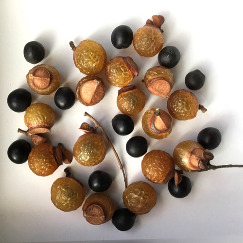 飴色のムクロジの実と黒い種 その他素材 Birth 通販 10848422｜Creema