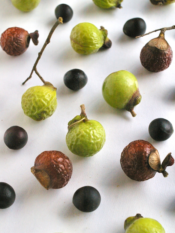 山葵色と飴色のムクロジの実と黒い種 1枚目の画像